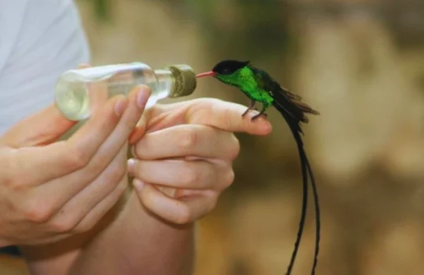 Bird Sanctuary - Montego bay - Image 4