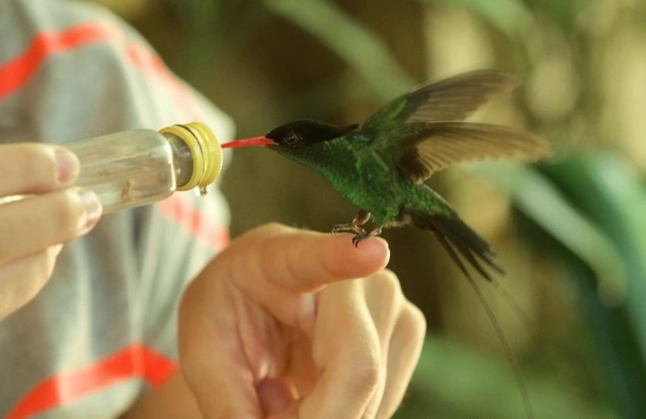 Bird Sanctuary - Montego bay