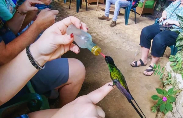 Bird Sanctuary - Montego bay - Image 2