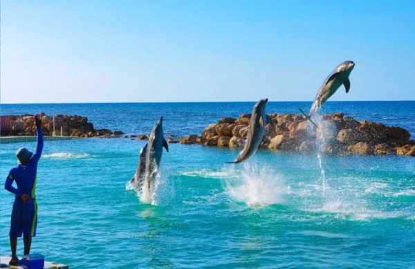 Dolphin Encounter - Ocho Rios - Image 4