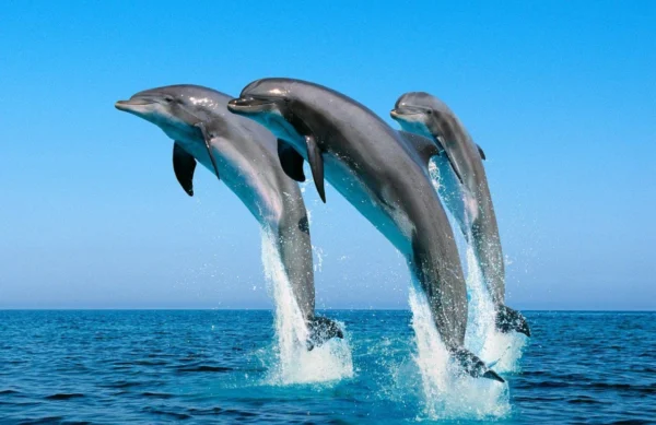 Dolphin Encounter - Ocho Rios - Image 2