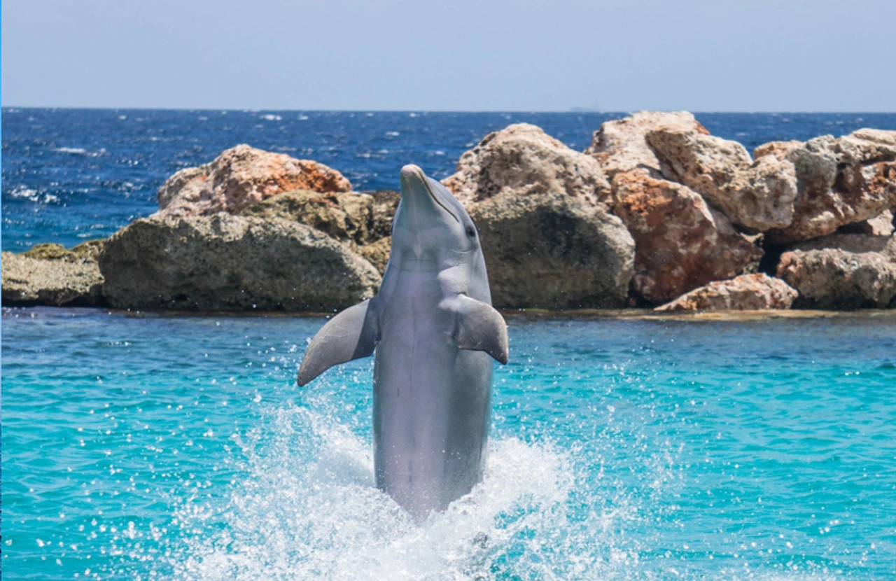 Dolphin Encounter - Ocho Rios