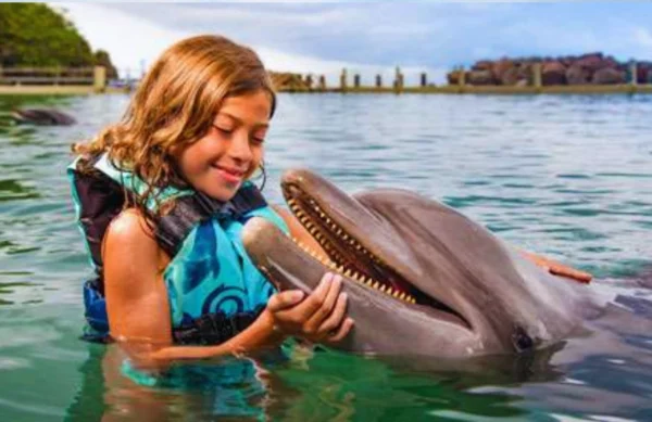 Dolphin Swim - Ocho Rios - Image 4