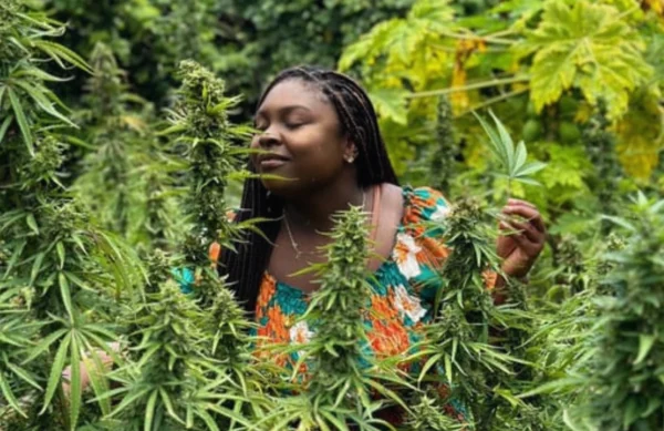 Weed farm experience - Montego bay - Image 3