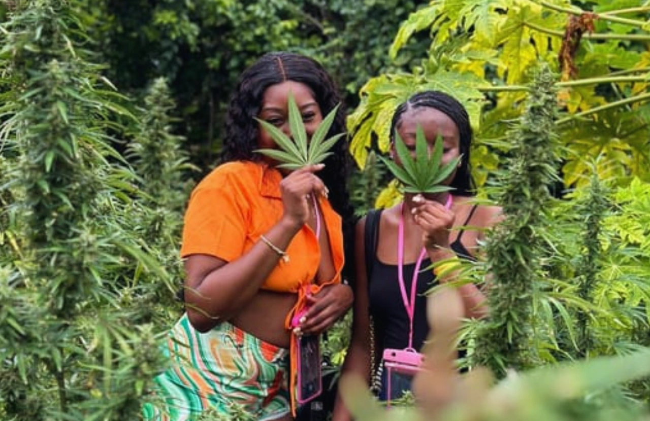 Weed farm experience - Montego bay
