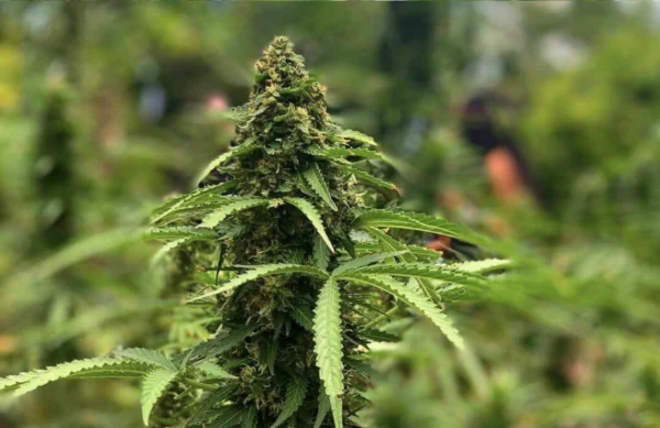 Weed farm experience - Montego bay - Image 4