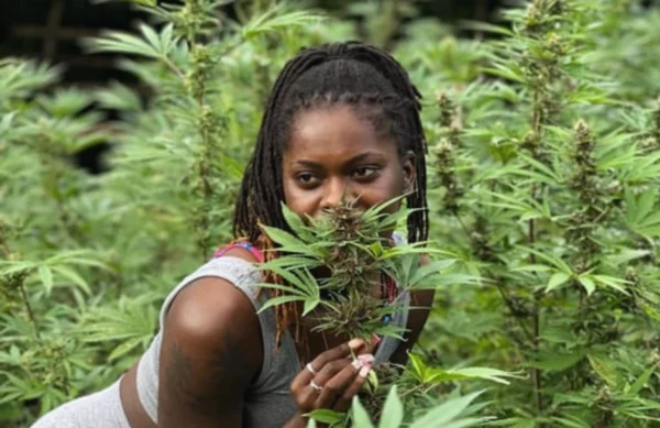 Weed farm & Jet ski - Montego bay - Image 4