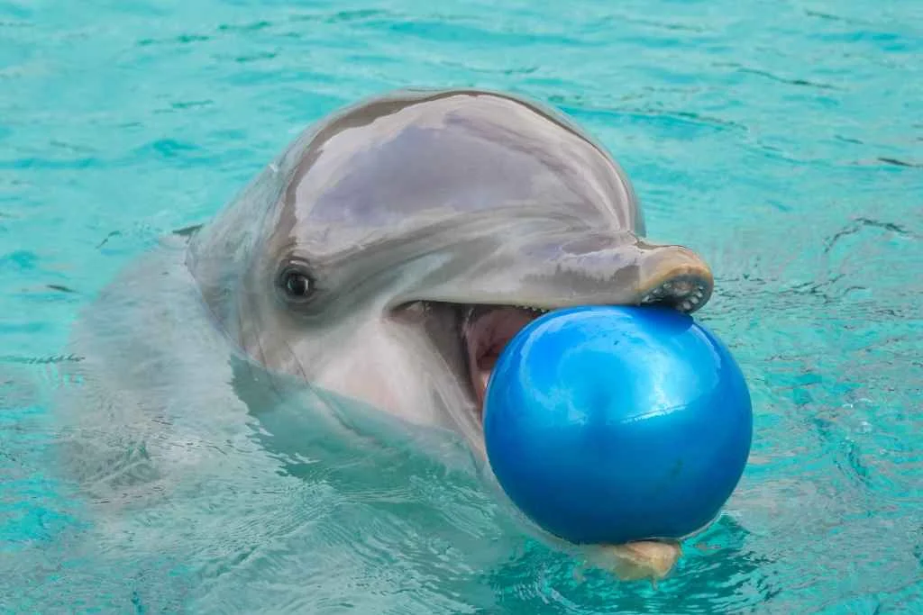 Dolphin Encounter in Ocho Rios