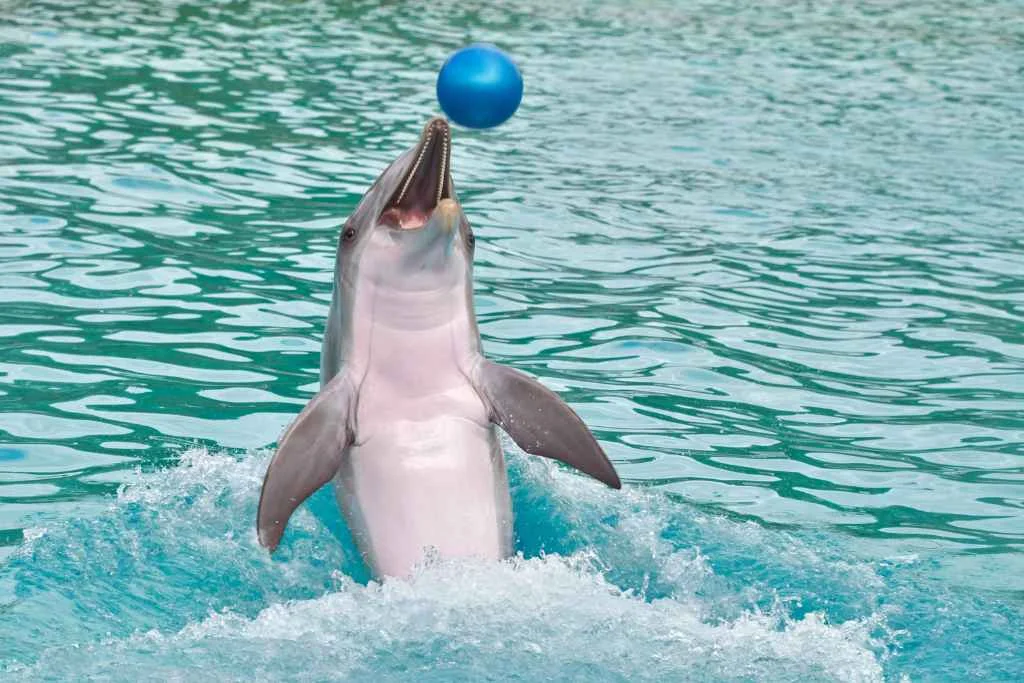 Dolphin Royal Swim in Ocho Rios